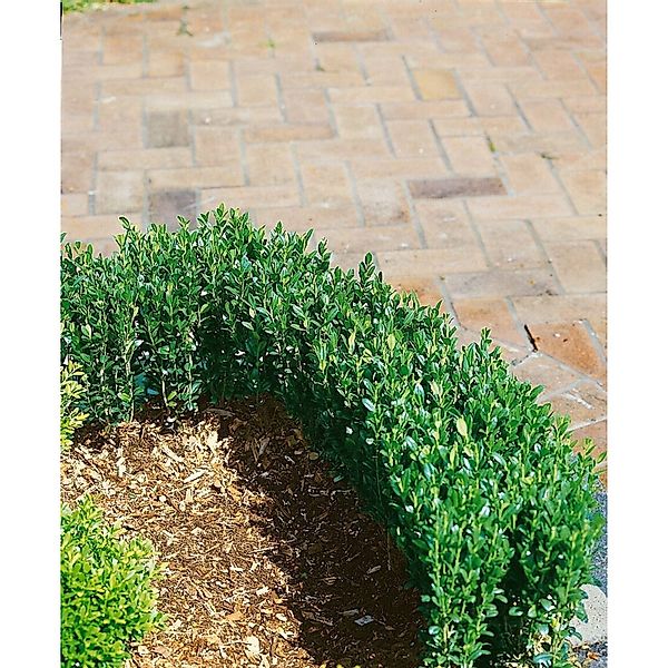 Ilex crenata 'Zwischenahn' 100-125 cm günstig online kaufen