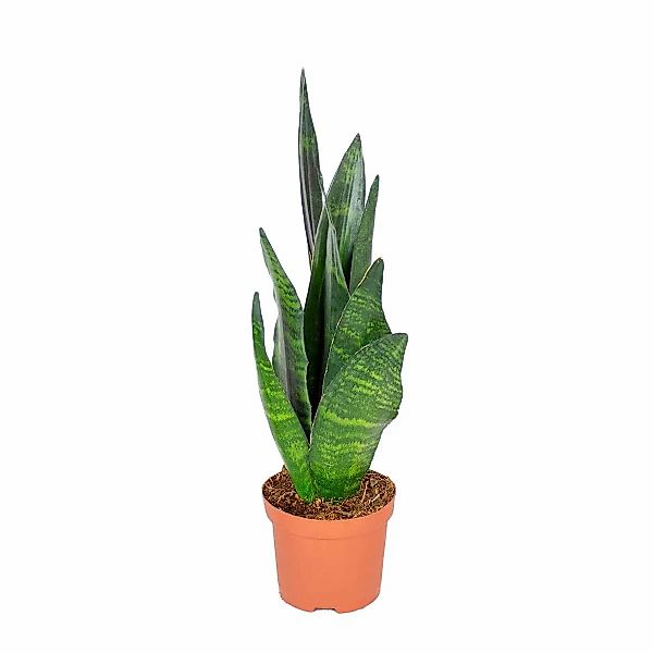 Casa Caron | Sansevieria Schwarze Koralle günstig online kaufen