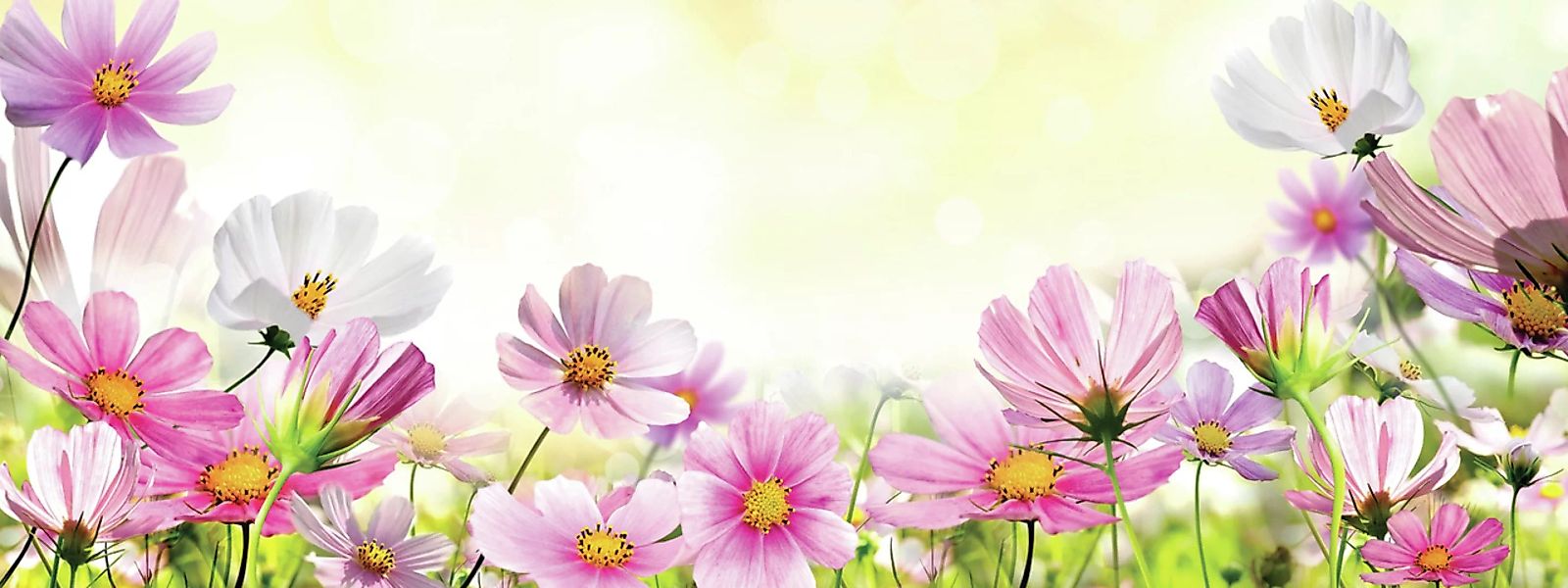 Euroart Glasbild Spring Flowers V 30x80 günstig online kaufen