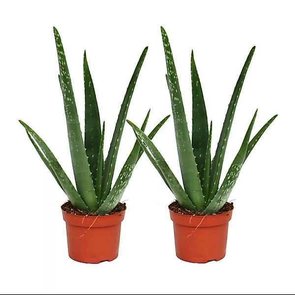 Exotenherz 2er Set Aloe Vera ca. 2 Jahre Alt 10,5cm Topf günstig online kaufen