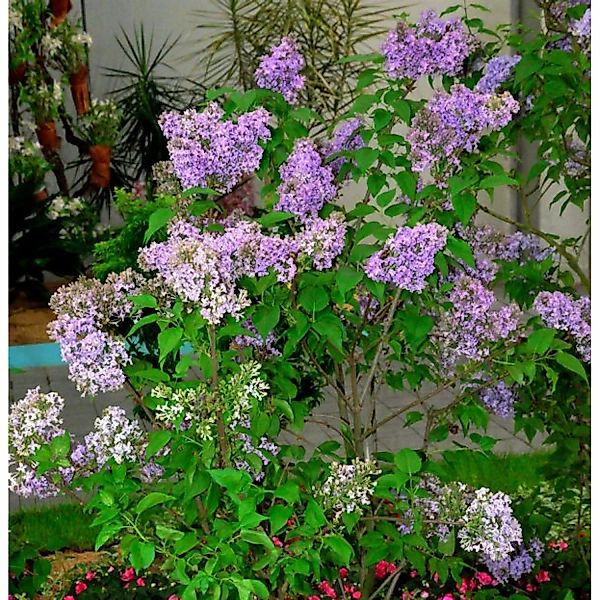 Edelflieder Lavender Lady - Kircher-Collection 40-60cm - Syringa hyacinthif günstig online kaufen