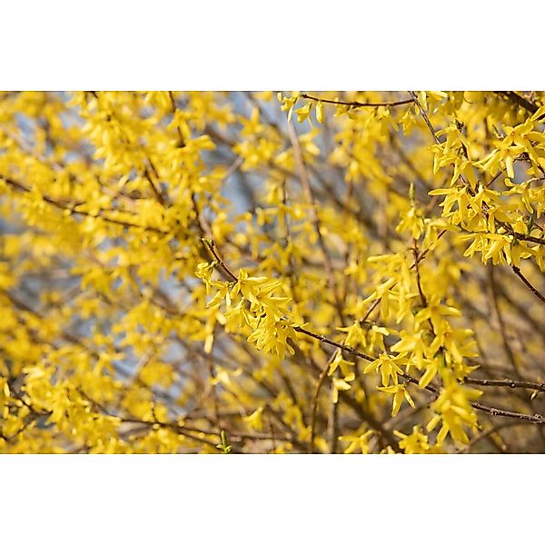 Forsythia Maree DOr -R- Goldglöckchen Gelb 30–40 cm günstig online kaufen
