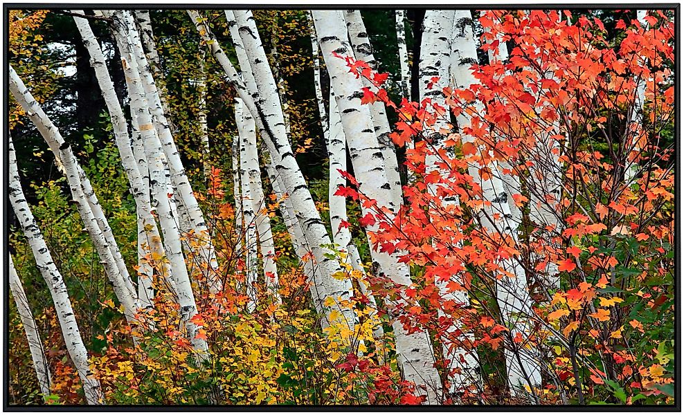 Papermoon Infrarotheizung »Herbst Birkenwald«, sehr angenehme Strahlungswär günstig online kaufen