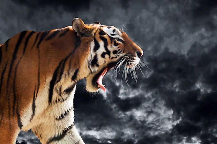 Papermoon Fototapete »Brüllender wilder Tiger« günstig online kaufen