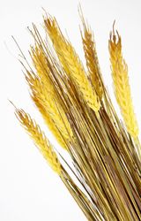 I.GE.A. Kunstpflanze "Weizenbündel" Künstliches Gras, Deko Dekozweig günstig online kaufen
