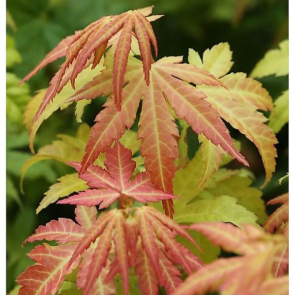 Fächerahorn Orange Dream 125-150cm - Acer palmatum günstig online kaufen