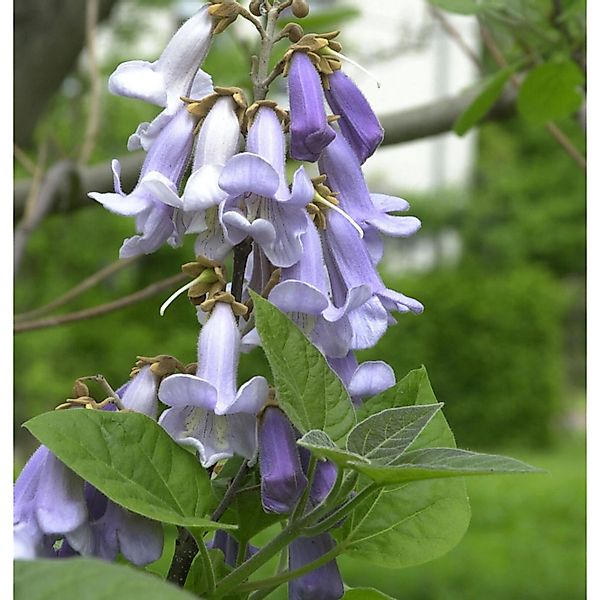 Blauglockenbaum 100-125cm - Paulownia tomentosa günstig online kaufen