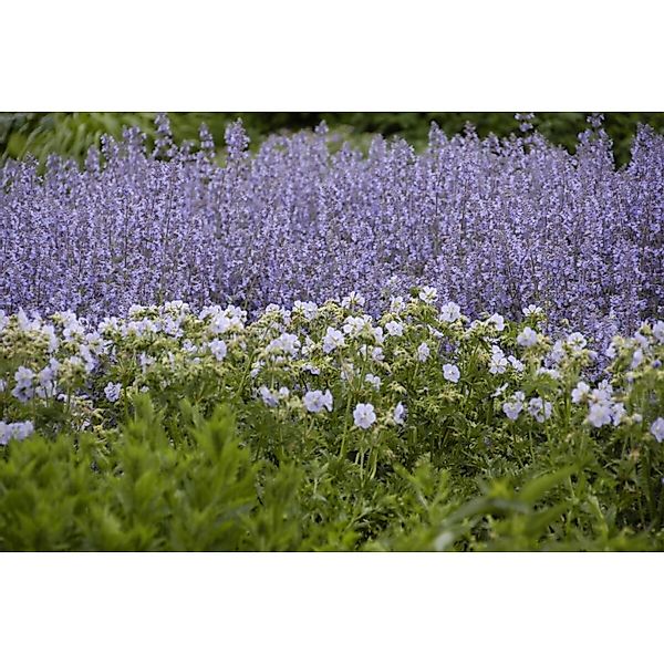 Salvia Nemorosa Tänzerin Steppensalbei Ca. 9x9 cm Topf günstig online kaufen