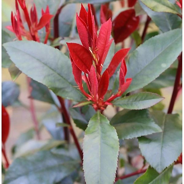 Glanzmispel Camilvy 80-100cm - Photinia fraseri günstig online kaufen
