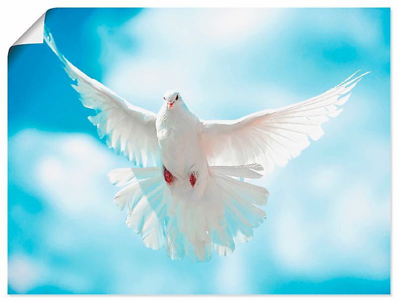 Artland "Taube mit ausgebreiteten Flügeln" Vögel 1 Stk. tlg. als Alubild, L günstig online kaufen