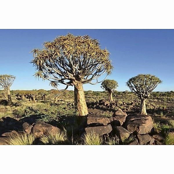 Fototapete NAMIBIA  | MS-5-0103 | Braun | Digitaldruck auf Vliesträger günstig online kaufen