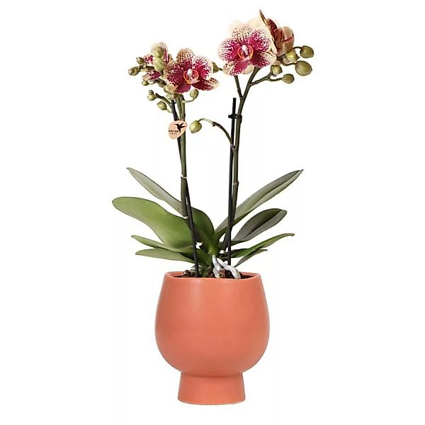Kolibri Orchids Gelbe Rote Phalaenopsis Orchidee Spanien & Scandic Ziertopf günstig online kaufen