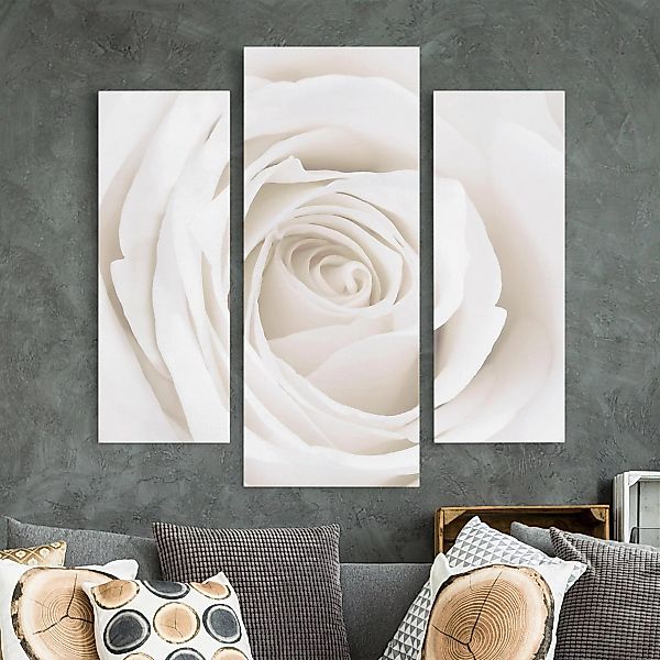 3-teiliges Leinwandbild - Querformat Pretty White Rose günstig online kaufen