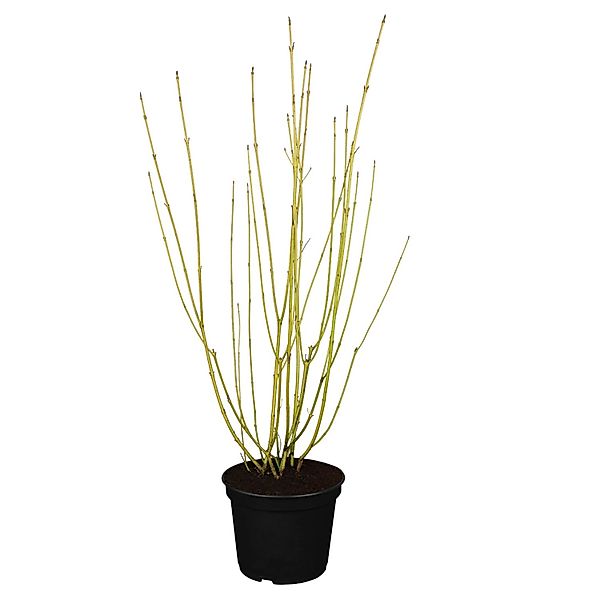 GROW by OBI Gelbholz-Hartriegel Flaviramea Höhe ca. 60 - 80 cm Topf ca. 5 l günstig online kaufen