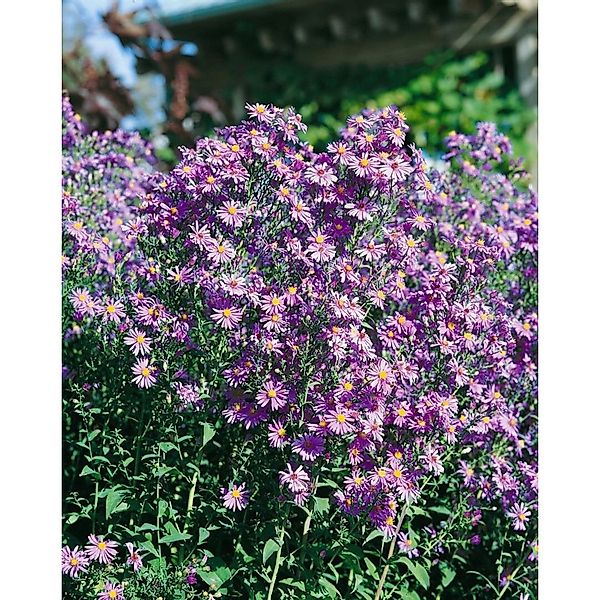 Aster Laevis Blauschleier Glattblattaster Ca. 11x11 cm Topf günstig online kaufen