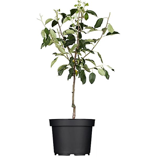GROW by OBI Bio Apfel Goldparmäne Gelbrot Höhe ca. 120 - 140 cm Topf ca. 7, günstig online kaufen