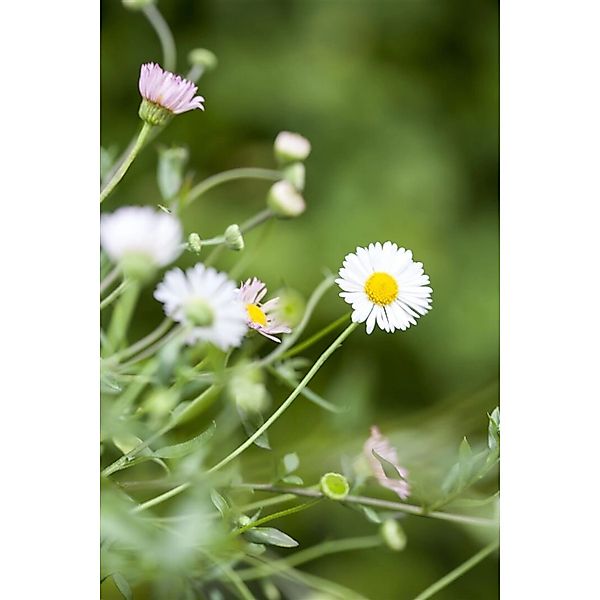 Erigeron Karvinskianus Blütenmeer Spanisches Gänseblümchen Ca. 9x9 cm Topf günstig online kaufen