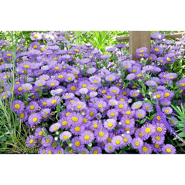 Aster Alpinus Sabine Alpenaster Ca. 9x9 cm Topf günstig online kaufen