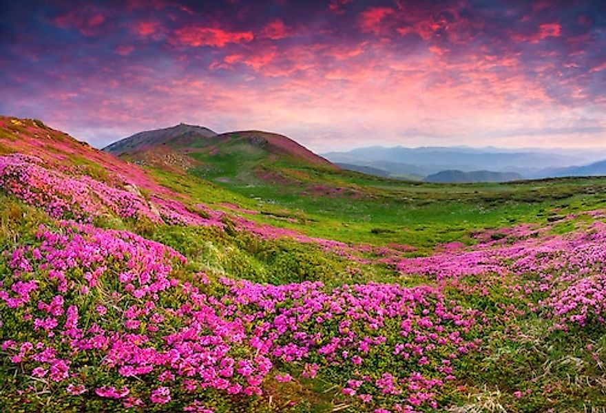 Papermoon Fototapete »Rhododendron Blumen« günstig online kaufen