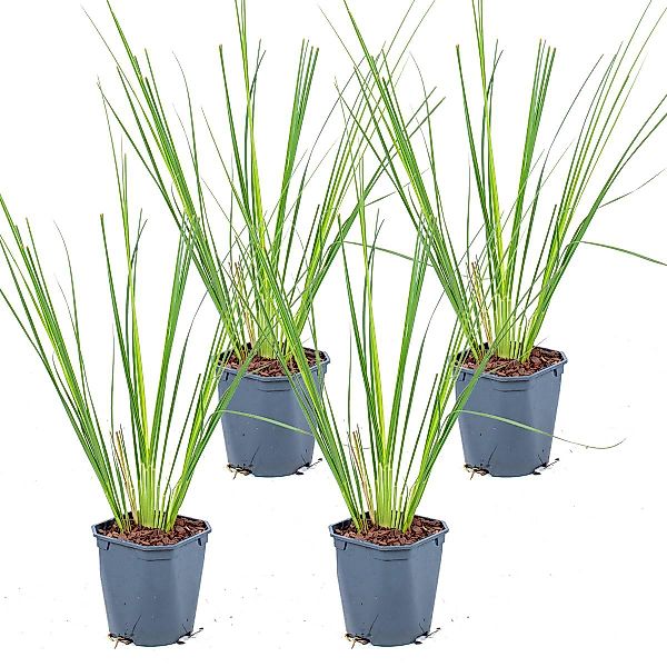 Casa Caron | 4er Set Cortaderia Pumila günstig online kaufen