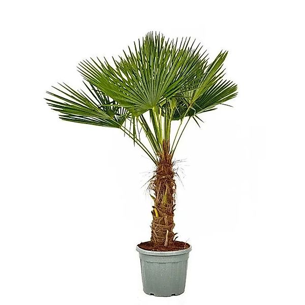 Sunny-Tree Trachycarpus Fortunei Chinesische Fächerpalme 180 bis 200 cm Sta günstig online kaufen