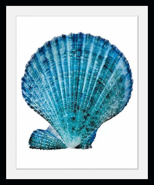 queence Bild »Kain«, Meer-Wassertiere-Kunst-Foto, (1 St.), HD Premium Poste günstig online kaufen