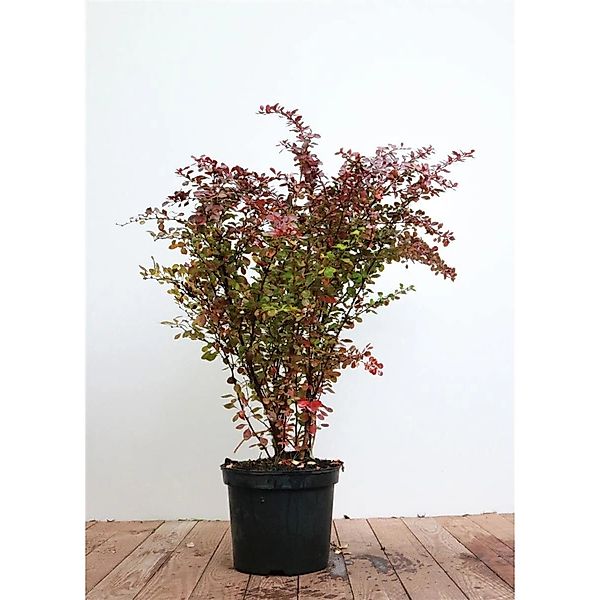 Berberis thunbergii 'Atropurpurea' 60-80 cm günstig online kaufen