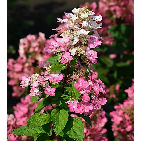 Hochstamm Rispenhortensie Fire Light 60-80cm - Hydrangea paniculata günstig online kaufen