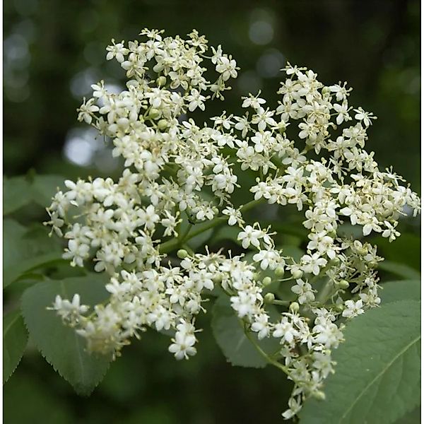 Schlanker Holunder Obelisk 60-80cm - Sambucus nigra günstig online kaufen