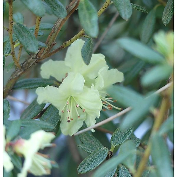 Wild Rhododendron flavidum 40-50cm - Rhododendron flavidum günstig online kaufen