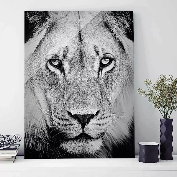 Glasbild Schwarz-Weiß - Hochformat Alter Löwe günstig online kaufen
