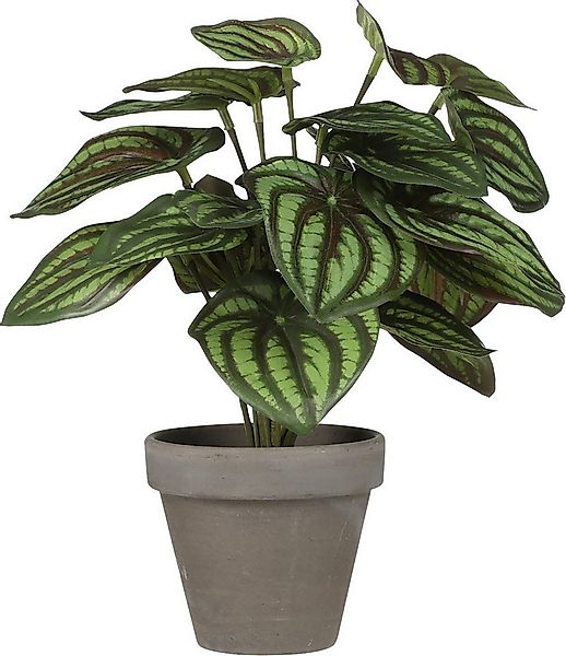 Kunstpflanze Mica Kunstpflanze Peperomia grün im Topf Ø 23 x 24, Mica Decor günstig online kaufen