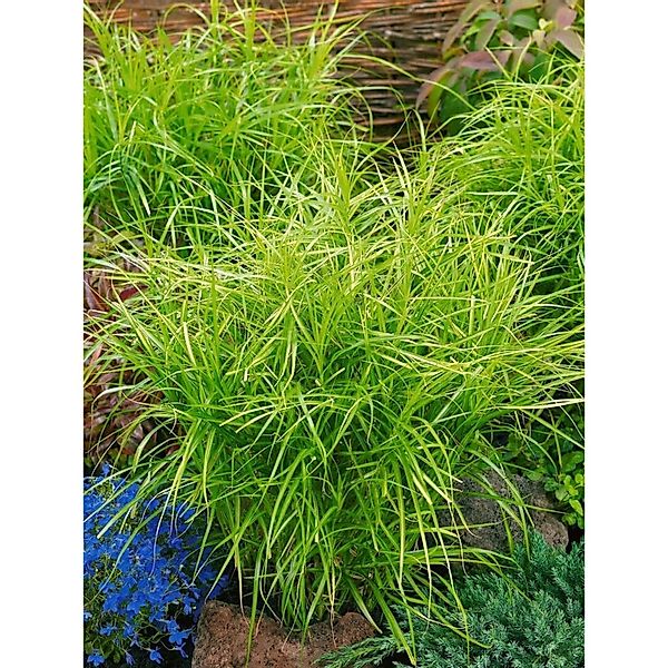 Carex Muskingumensis Silberstreif Palmwedel-Segge 3-5 Liter Container günstig online kaufen
