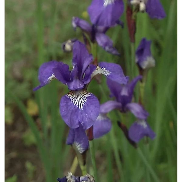 Sibirische Wieseniris - Iris sibirica günstig online kaufen