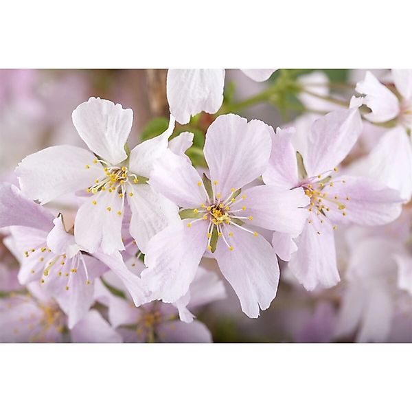 Prunus Kurilensis Brillant Zierkirsche Rosa Blüten 80 cm Stammhöhe günstig online kaufen