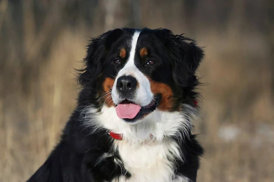 Papermoon Fototapete »Hund, Berner Sennenhund« günstig online kaufen