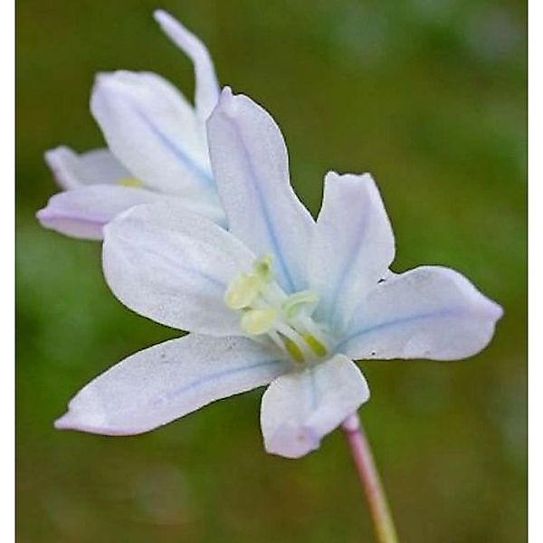 Sibirischer Blaustern Alba - Scilla siberica günstig online kaufen