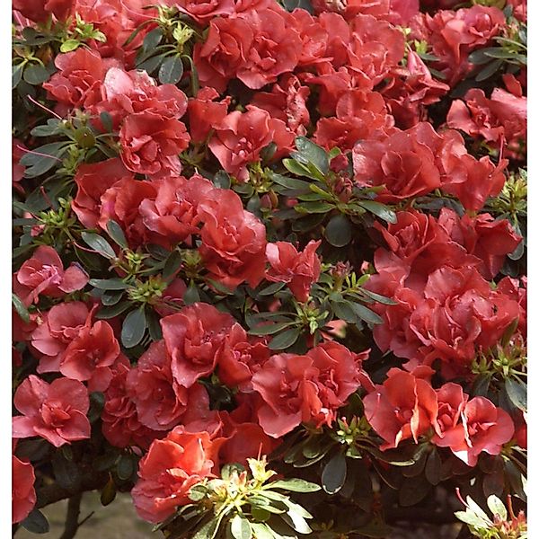 INKARHO - Großblumige Rhododendron Orange Flirt 30-40cm - Alpenrose günstig online kaufen