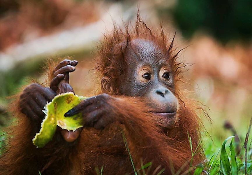 Papermoon Fototapete »Baby Orang-Utan-Porträt« günstig online kaufen