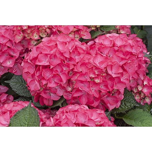 Hydrangea Mac. Bauernhortensie Red Angel 40-60 cm günstig online kaufen