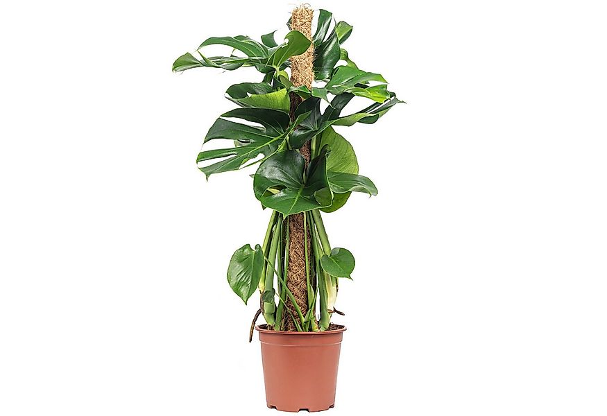 Flowerbox Zimmerpflanze Fensterblatt am Moosstab - Monstera deliciosa, pfle günstig online kaufen