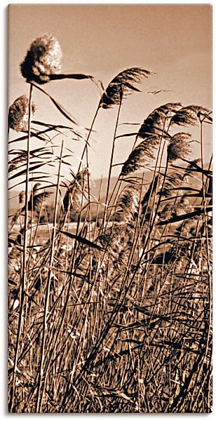 Artland Wandbild "Sepia Gräser II" Gräser 1 Stk. tlg. auf Holzrahmen gespan günstig online kaufen