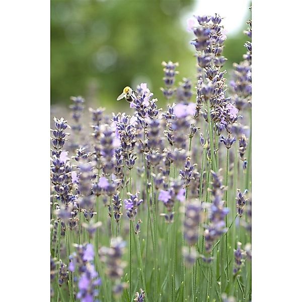 Lavandula Angustifolia Munstead Echter Lavendel 2 Liter Container günstig online kaufen