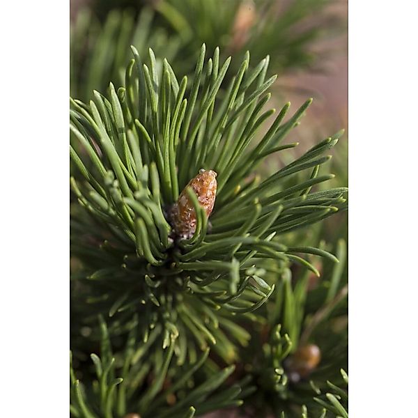 Pinus Mugo Alpenzwerg Bergkiefer Kompakt 50–60 cm günstig online kaufen