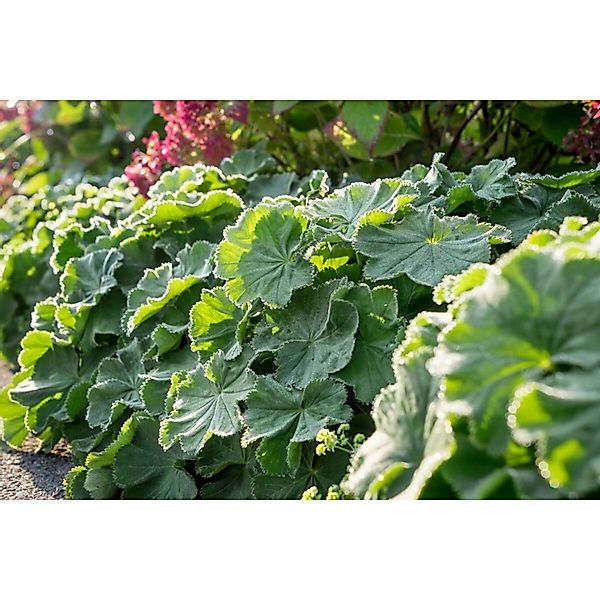 Alchemilla Mollis Robustica Weicher Frauenmantel Veg Ca 9x9 cm Topf günstig online kaufen