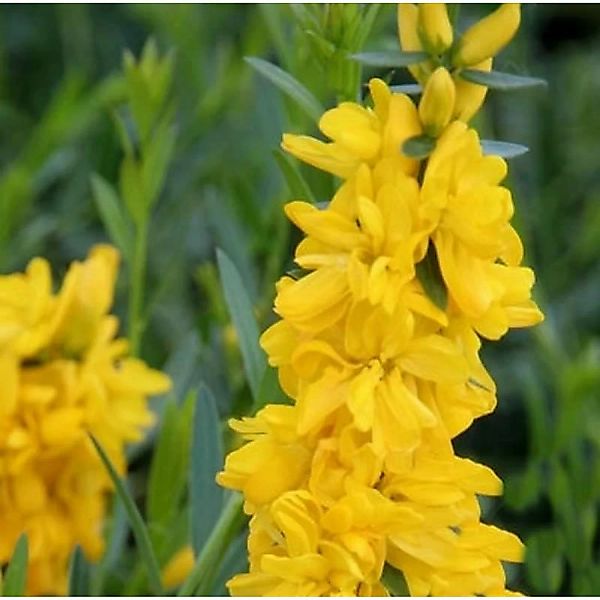 Gefüllter Färberginster 20-30cm - Genista tinctoria günstig online kaufen