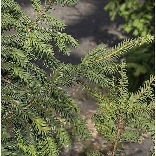 Kugelschnitt Heimische Eibe Typ Tschechien 20-25cm - Taxus baccata günstig online kaufen