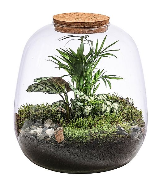 Dehner Zimmerpflanze Terrarium DIY Flaschengarten Mini-Urwald, 8-teilig, 1x günstig online kaufen