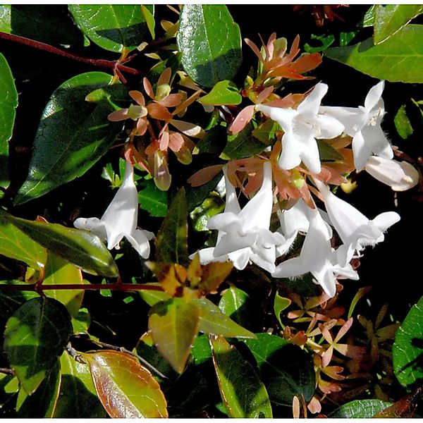 Großblumige Abelie 30-40cm - Abelia grandiflora günstig online kaufen