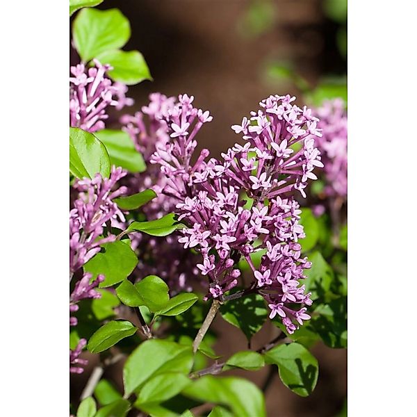 Syringa Meyeri Palibin Zwergflieder Lila Blüten 125 cm Stammhöhe günstig online kaufen